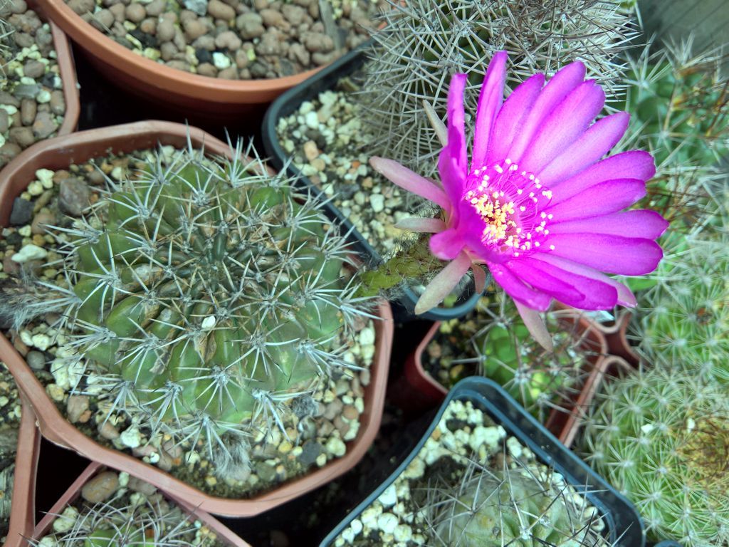 Acanthocalycium brevispinum